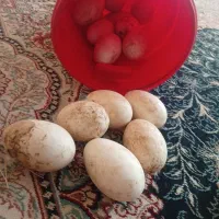 تخم نطفه دار
