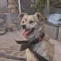 سگ پا کوتاه