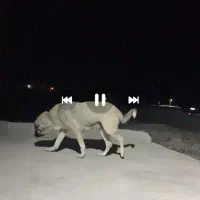 ماده عراقی دم فهل|سگ|مشگین شهر, |دیوار