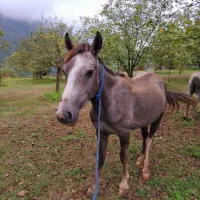 اسب نریان نیلی 4 ساله