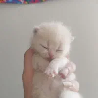 گربه اسکاتیش|گربه|گرگان, |دیوار