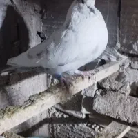 کفتر پرشی|پرنده|قرچک, شهرک الحدید|دیوار