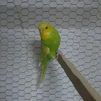 مرغ عشق انگلیسی