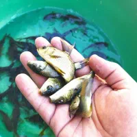 پرورش و فروش ماهی کپور طلایی تاتار|ماهی|اصفهان, بوستان ناژوان|دیوار