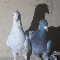کبوتر جمعی|پرنده|زهک, |دیوار
