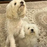 واگذاری|سگ|قم, میدان نو|دیوار