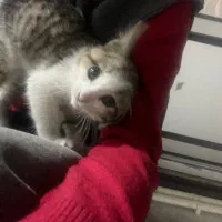 گربه|گربه|رشت, شهرک آیت الله منتظری|دیوار