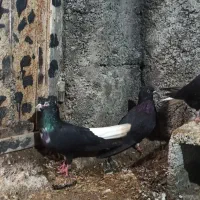 سینه باز دمسفید