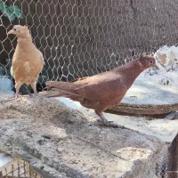 جوانه زرد و سرخ کاکلی