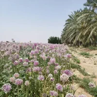 باغ نخل آبپخش