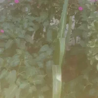 منزل قدیمی در شهر حبیب اباد