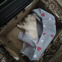 سگ نژاد پا کوتا