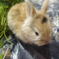 موش وخرگوش