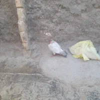 سار