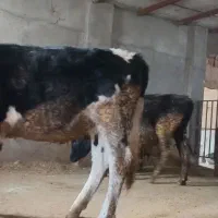 فروش کوساله گوشتی و آبستن سنگین