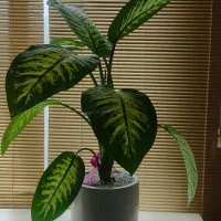 گل دیفن باخیا طبیعی