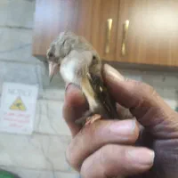 جوجه سهره نر برا منطقه لرستان|پرنده|رباطکریم, الارد|دیوار