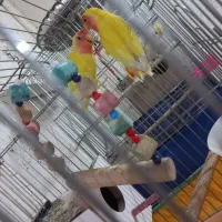 ی جفت برزیلی|پرنده|شوشتر, |دیوار