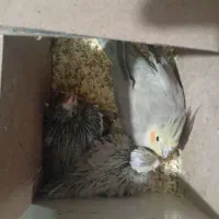 عروس هلندی باجوجه۱۰روزه