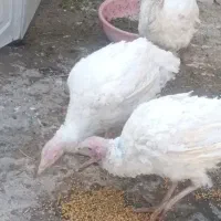 بوقلمون پرورشی|حیوانات مزرعه|الشتر, |دیوار