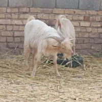 دو عدد چبش|حیوانات مزرعه|خوسف, |دیوار