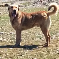 واگذاری پژدر۳سالو نیم چرم دار