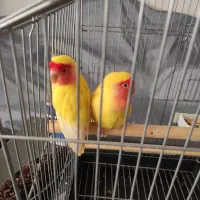 دوتا طوطی کوتله برزیلی صورت هلویی