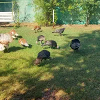 بوقلمون بالغ تخمگذار