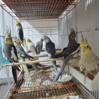 طوطی عروس هلندی