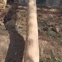 چوب کاج خشک|عمدهفروشی|تربتحیدریه, پائین ولایت|دیوار