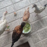 مرغ و خروس