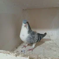 کبوتر|پرنده|اسفراین, |دیوار