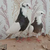 سوسنگر