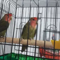 طوطی برزیلی