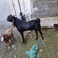 بز نر پاکستانی|حیوانات مزرعه|کهریزک, |دیوار