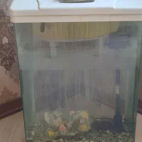 اکواریوم شیشه اصلی مقاوم|ماهی|مشهد, کارمندان دوم|دیوار