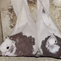 طوقی نروماده یا دوتا جوجه تازه تو کل در شدن