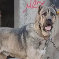 سگ سرابی اصیل نگهبان