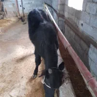 گاو نر|حیوانات مزرعه|رشت, کوی مهر|دیوار