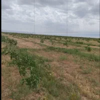 زمین و باغ پسته ۱۵هکتاری کشاورزی با آب دشتابی