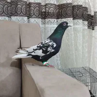 ابلغ افغانی