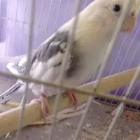 عروس هلندی دوکت آلبینو زیر قیمت بازار