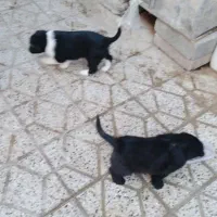 توله سگ ماده قدریجونی|سگ|بروجرد, |دیوار