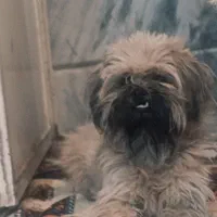 سگ شیتزو ماده|سگ|گلبهار, شهر جدید گلبهار|دیوار