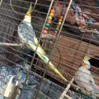 عروس هلندی|پرنده|صومعهسرا, |دیوار