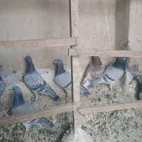 کفتر|پرنده|قم, نوبهار|دیوار