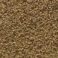ّبذریونجه پایه بلند همدان شرکت اصلاح شده