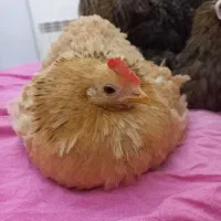 تخم مرغ نطفه دار کوشین تازه