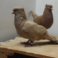 کبوتر