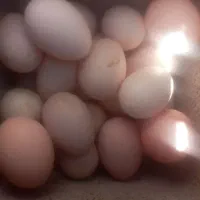 مرغ تخمگذار|حیوانات مزرعه|شهرضا, |دیوار